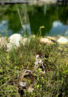 My Step-granny Killed Herself. She Tried To Cut Her Wrists 2 Times But Wasn’t Successful. She Took Of Her Shoes And Step Into The Pond At My Step-mom And My Dads House Where She Lived. She Never Learned To Swim And Drowned. They Let Her Shoes At The Place Where She Took Em Off. This Was 7 Years Ago.